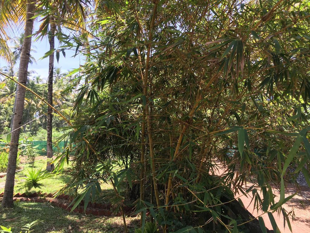 Divine Bliss Beach Resort Varkala Dış mekan fotoğraf